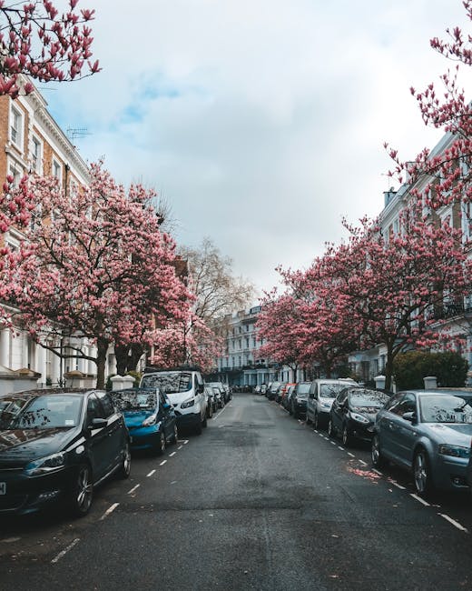A residential street lined with parked cars on both sides, including sedans and hatchbacks, with some vehicles partially visible on the pavement. The street is shaded by blooming cherry blossom trees with pink flowers spanning the width of the road, their branches extending over the parked vehicles. The buildings on either side are three to four stories high, featuring white facades with decorative mouldings and large windows, characteristic of a typical London neighbourhood near Kensington Gardens. Overcast sky with patches of blue is visible above the trees, providing soft, diffused lighting. In the context of home relocation or furniture transport, the image depicts an organized street environment suitable for loading or unloading household goods, with an absence of moving trucks or equipment visible in this shot. Man and Van Bayswater would use such a street for efficient access during removals or packing and moving services.